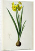 Narcissus Lazetta by Pierre Joseph Redouté
