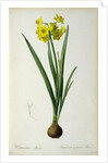 Narcissus Lazetta by Pierre Joseph Redouté