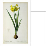 Narcissus Lazetta by Pierre Joseph Redouté