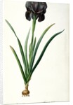 Iris Luxiana by Pierre Joseph Redouté