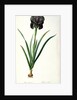 Iris Luxiana by Pierre Joseph Redouté