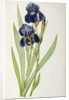Iris Germanica by Pierre-Joseph Redouté