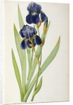 Iris Germanica by Pierre-Joseph Redouté