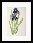 Iris Germanica by Pierre-Joseph Redouté