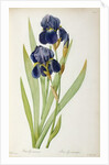 Iris Germanica by Pierre-Joseph Redouté