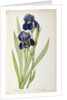 Iris Germanica by Pierre-Joseph Redouté