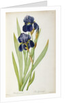 Iris Germanica by Pierre-Joseph Redouté