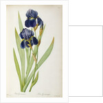 Iris Germanica by Pierre-Joseph Redouté
