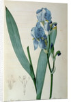 Iris Pallida by Pierre Joseph Redouté