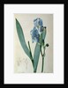 Iris Pallida by Pierre Joseph Redouté