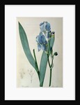 Iris Pallida by Pierre Joseph Redouté