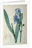 Iris Pallida by Pierre Joseph Redouté