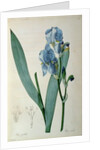 Iris Pallida by Pierre Joseph Redouté