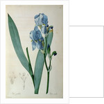 Iris Pallida by Pierre Joseph Redouté