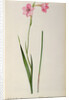 Gladiolus Hirsulus by Pierre Joseph Redouté