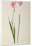 Gladiolus Hirsulus by Pierre Joseph Redouté
