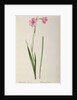 Gladiolus Hirsulus by Pierre Joseph Redouté