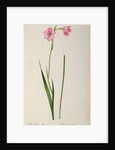 Gladiolus Hirsulus by Pierre Joseph Redouté