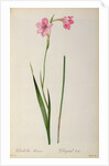 Gladiolus Hirsulus by Pierre Joseph Redouté