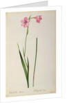 Gladiolus Hirsulus by Pierre Joseph Redouté