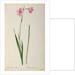 Gladiolus Hirsulus by Pierre Joseph Redouté