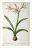Amaryllis Vittata, from `Les Liliacees' by Pierre Redoute, 8 volumes, published 1805-16 by Pierre-Joseph Redouté