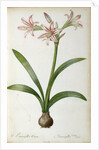 Amaryllis Vittata, from `Les Liliacees' by Pierre Redoute, 8 volumes, published 1805-16 by Pierre-Joseph Redouté