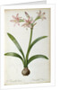 Amaryllis Vittata, from `Les Liliacees' by Pierre Redoute, 8 volumes, published 1805-16 by Pierre-Joseph Redouté