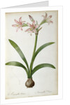 Amaryllis Vittata, from `Les Liliacees' by Pierre Redoute, 8 volumes, published 1805-16 by Pierre-Joseph Redouté