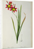 Ixia Tricolor, from `Les Liliacees', 1805 by Pierre-Joseph Redouté