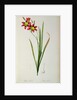 Ixia Tricolor, from `Les Liliacees', 1805 by Pierre-Joseph Redouté