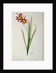 Ixia Tricolor, from `Les Liliacees', 1805 by Pierre-Joseph Redouté