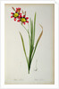 Ixia Tricolor, from `Les Liliacees', 1805 by Pierre-Joseph Redouté