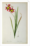 Ixia Tricolor, from `Les Liliacees', 1805 by Pierre-Joseph Redouté