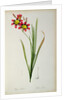 Ixia Tricolor, from `Les Liliacees', 1805 by Pierre-Joseph Redouté