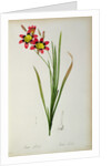 Ixia Tricolor, from `Les Liliacees', 1805 by Pierre-Joseph Redouté