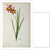 Ixia Tricolor, from `Les Liliacees', 1805 by Pierre-Joseph Redouté