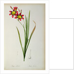 Ixia Tricolor, from `Les Liliacees', 1805 by Pierre-Joseph Redouté