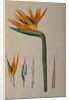 Strelitzia Reginae by Pierre-Joseph Redouté