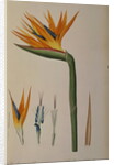 Strelitzia Reginae by Pierre-Joseph Redouté