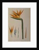 Strelitzia Reginae by Pierre-Joseph Redouté