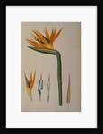 Strelitzia Reginae by Pierre-Joseph Redouté