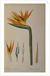 Strelitzia Reginae by Pierre-Joseph Redouté