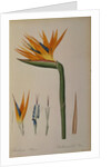 Strelitzia Reginae by Pierre-Joseph Redouté