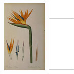 Strelitzia Reginae by Pierre-Joseph Redouté