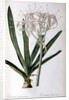 Crinum Americanum, from `Les Liliacees', 1805-16 by Pierre-Joseph Redouté