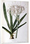 Crinum Americanum, from `Les Liliacees', 1805-16 by Pierre-Joseph Redouté