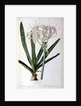 Crinum Americanum, from `Les Liliacees', 1805-16 by Pierre-Joseph Redouté