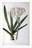 Crinum Americanum, from `Les Liliacees', 1805-16 by Pierre-Joseph Redouté