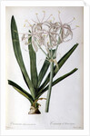 Crinum Americanum, from `Les Liliacees', 1805-16 by Pierre-Joseph Redouté